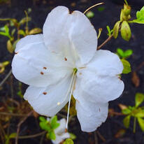 photo of a flower